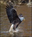 _1SB8722 bald eagle catching fish